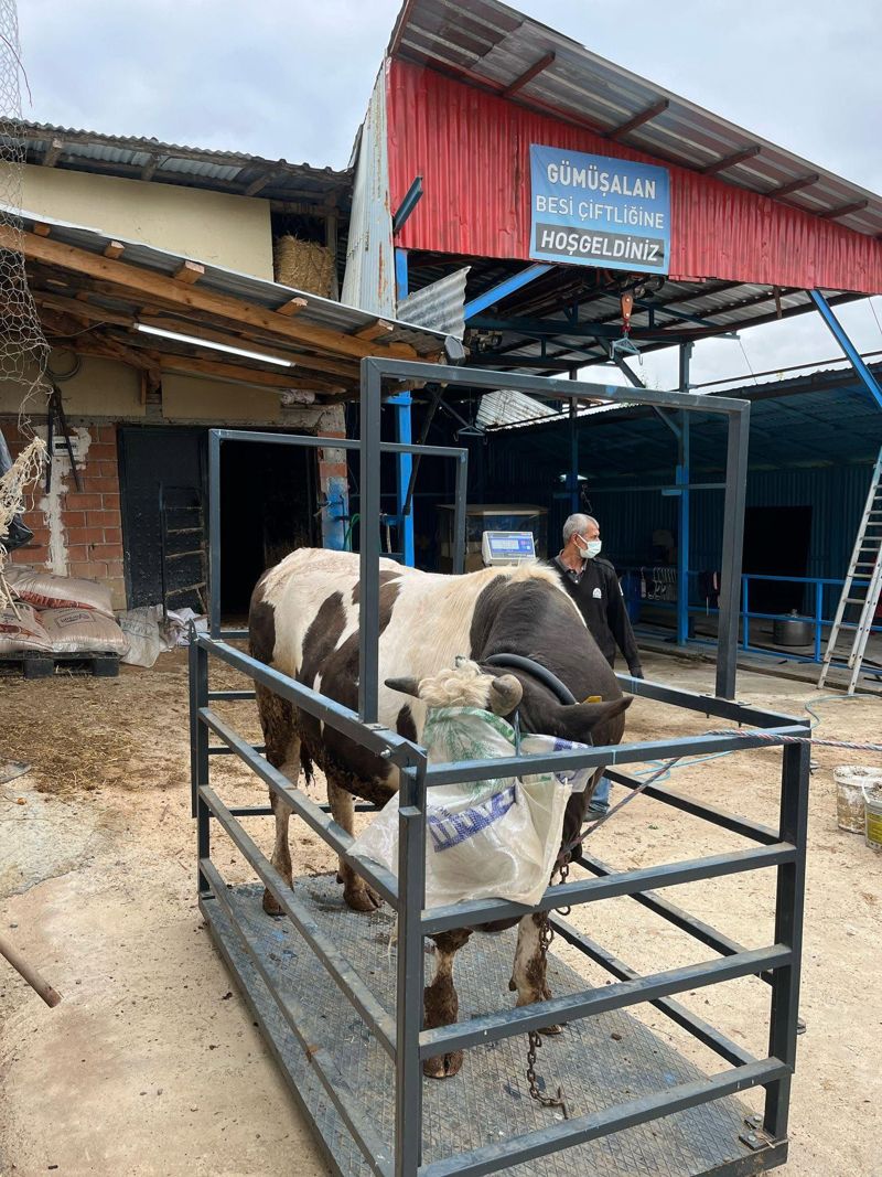 Gümüşalan Besi Çiftliği girişinde terazide tartılan dana